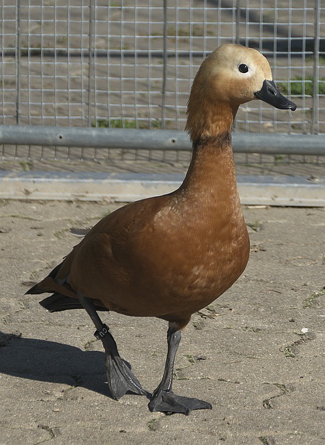美契合